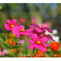 Asian garden indoesnisa  Common cosmos seeds flower seeds for growing